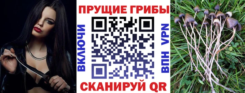 Купить где  Нарьян-Мар  Псилоцибиновые грибы Cubensis 